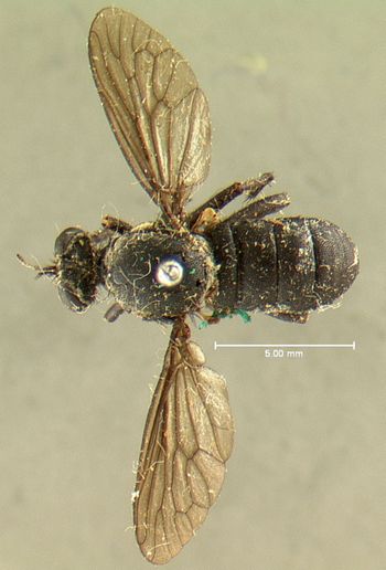 Media type: image;   Entomology 7582 Aspect: habitus dorsal view